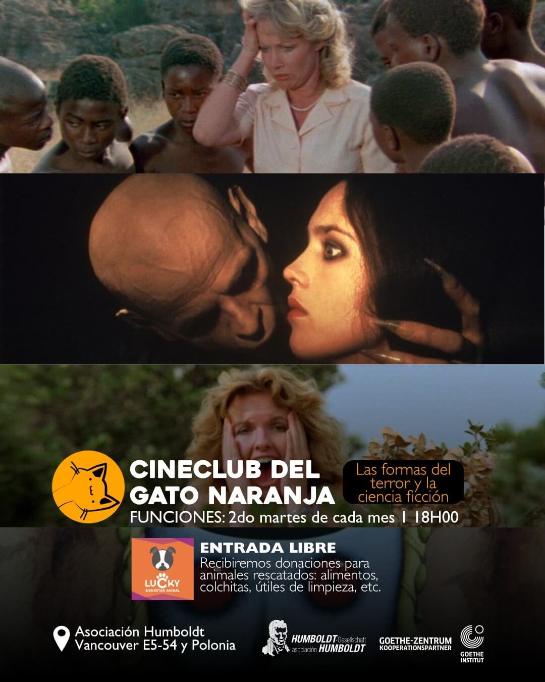 cine club gato naranja